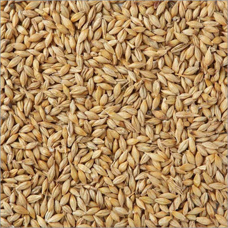 Canary Seeds