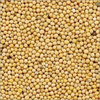 Mustard White Seeds