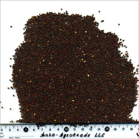 Mustard Black Seed