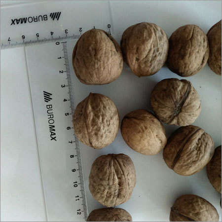 Walnut in Shell 30