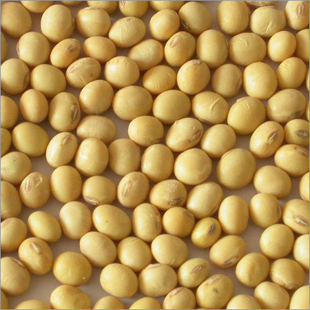 Soybean