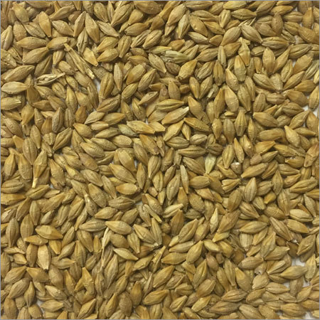 Barley