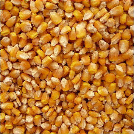 Corn