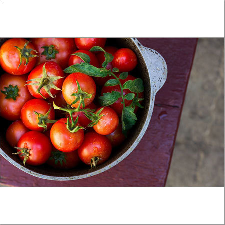 Fresh Tomato