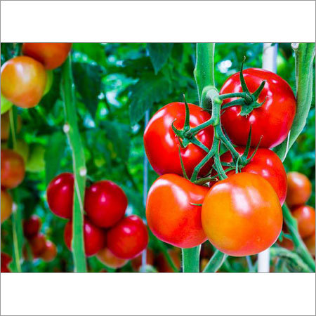 Fresh Tomato