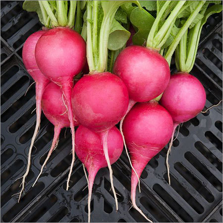 Organic Radish