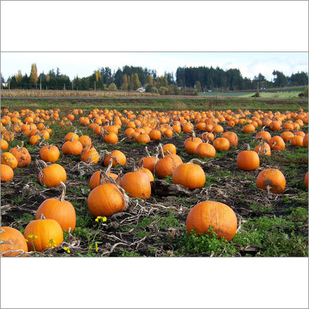 Organic Pumpkin