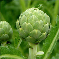 Fresh Artichoke