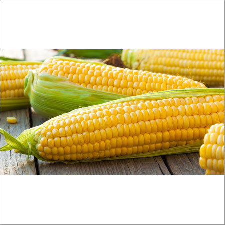 Corn