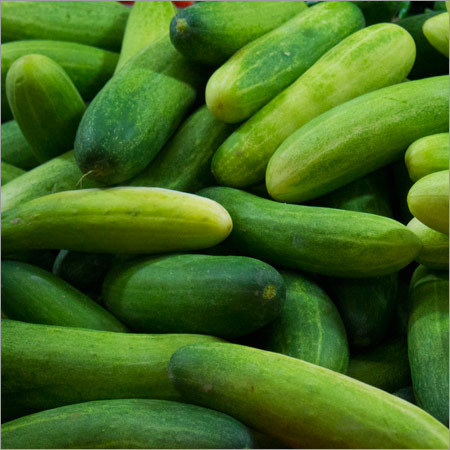 Cucumber