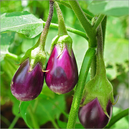 Brinjal Plant