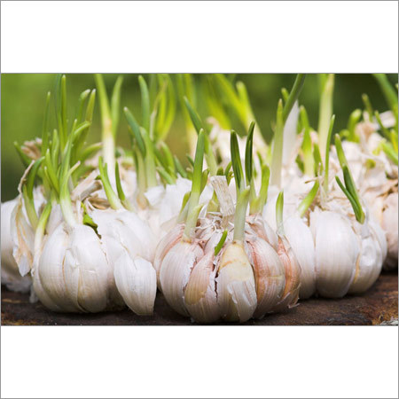 Garlic