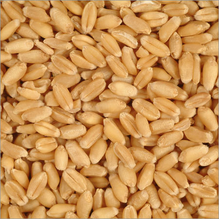Raw Wheat