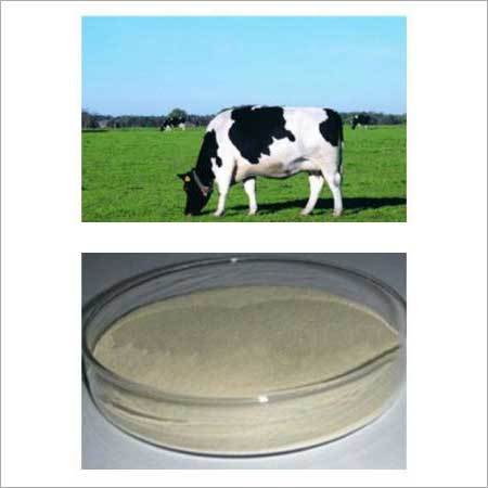 Yeast Protein Powder For Cattle