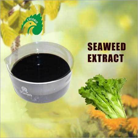 Seaweed Extract Fertilizer