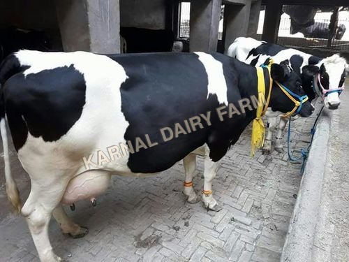 HF Dairy Cow