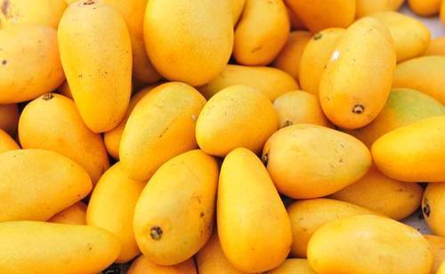 Fresh Mangoes - Yellow, Oval Shape, Variable Size | Sweet Taste, Juicy Pulp, Ripe Fruit, Smooth Texture, Rich Aroma