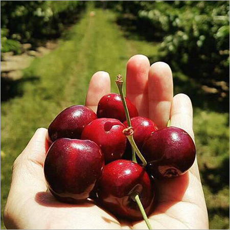 Big Dark Sweet Firm Juicy Cherries