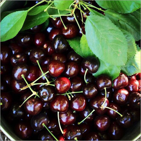 Dark Chocolate Cherry