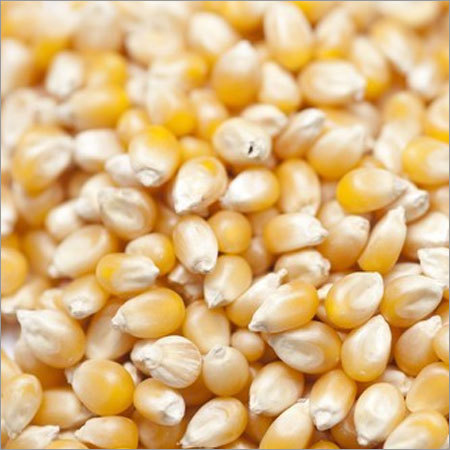 Popcorn Maize