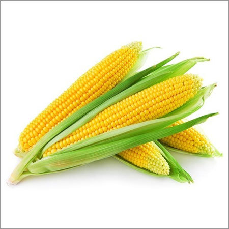 Yellow Maize
