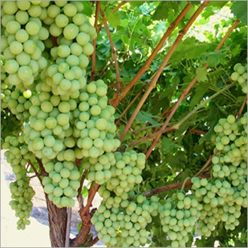 Organic Grapes