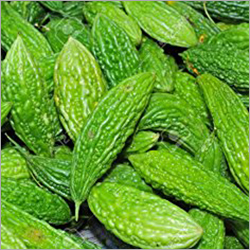 Bitter Gourd