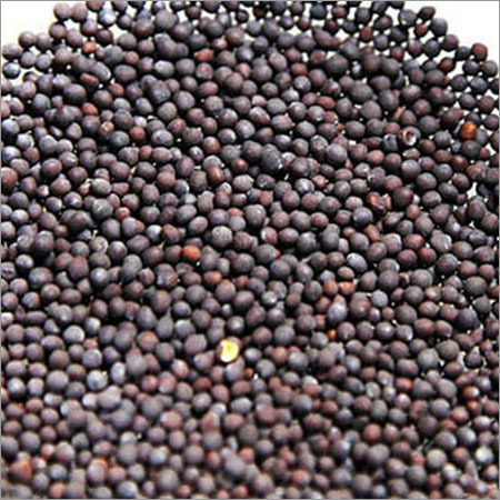 Black Mustard