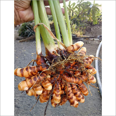 Organic Green Turmeric