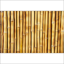Bamboo Poles By SHIVAM WOOD INDUSTRIES