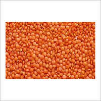 Organic Red Lentils Split