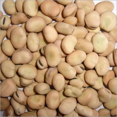 Green Broad Beans