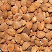 Apricot Kernel
