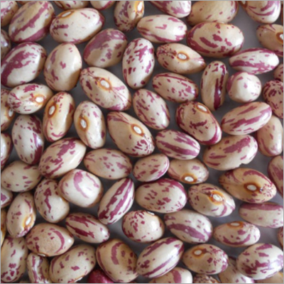 Red Speckle Beans