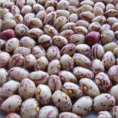 Red Speckled Sugar Beans