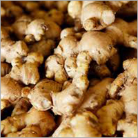 Ginger