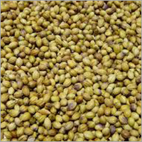 Coriander Seed