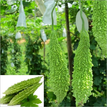 Fresh Bitter Gourd