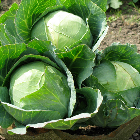 Fresh Green Cabbage