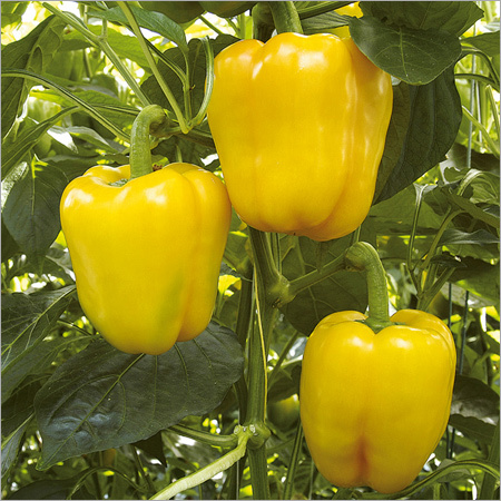 Fresh Yellow Capsicum
