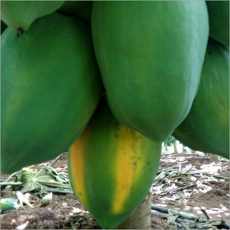 Fresh Green Papaya