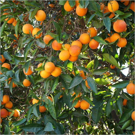 Fresh Oranges