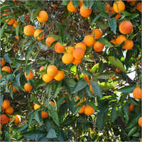 ताजे संतरे