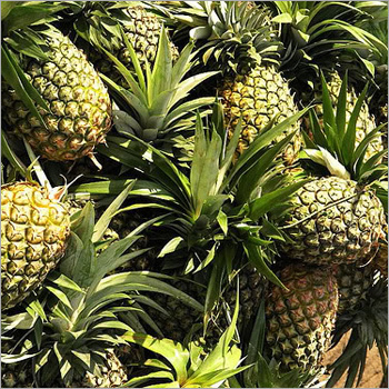 Fresh Pineapple