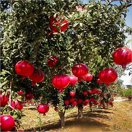 Fresh Pomegranate