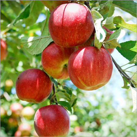 Fresh Red Apple