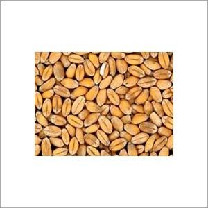 Wheat Protein Extract