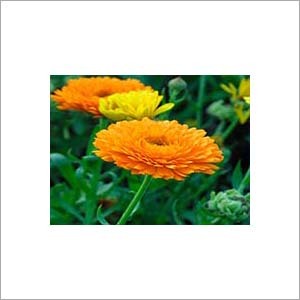 Calendula Extract