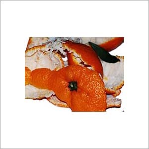Orange Peel Extract By XENA BIO HERBALS PVT LTD