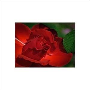 Rose Extract